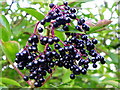 Elderberries, Flouse Hole