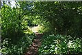 SO9258 : Path near main entrance from car park, Trench Wood, near Sale Green by P L Chadwick