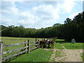 On the path from Nately Road to Greywell Church (6)