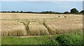 NU2123 : A field of barley on Embledon Moor by Richard Webb