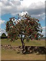 Apple tree on Elliott Lane near Barnes Hall