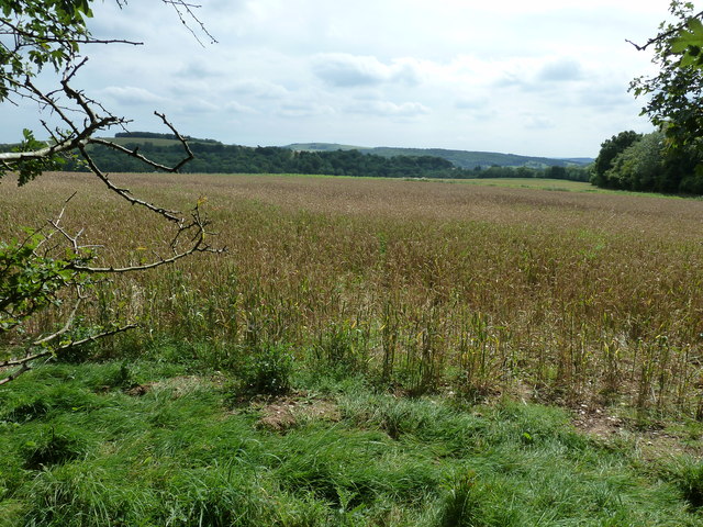 Wheat field on the edge of Singleton Forest