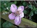 Blackberry flower, Flouse Hole