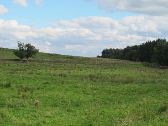 Farmland and plantation west of Hardriggs
