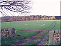 SE2365 : Ewes and lambs near Sawley by Maigheach-gheal