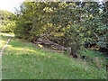 Trees on the Bank of Lady Brook