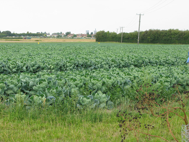 A field of brassicas at Stone Cross, Sandwich