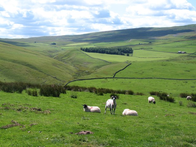 Sheep on the fellside