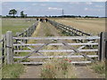 Gated track with Horses