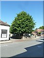 Tree at the top of the High Street