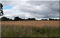 Field near Quarry Bank Mill