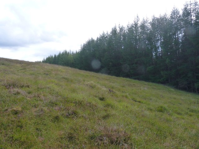 View across grazing land to forestry edge