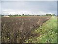 Bean field by Faulding Lane