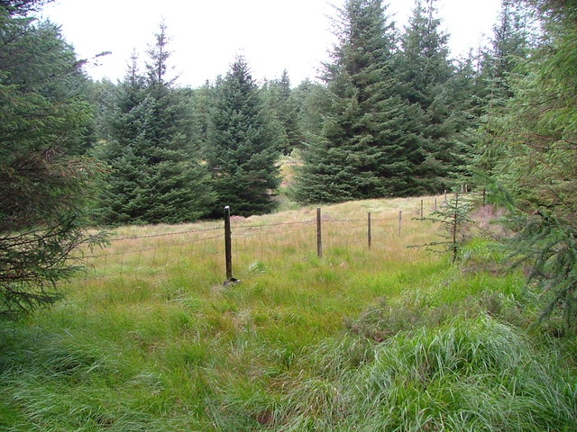 Small clearing and fence in forestry