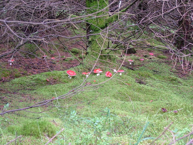 Vivid red fungi