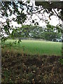 Patch of woodland, Whin Moor