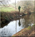 Heron takes off from canal near Pontypool