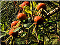 Rosehips, Edenderry, Belfast