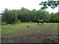 Grazing land off Woodhouse Lane