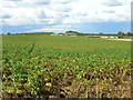 SK5395 : Farmland off Cockhill Field Lane by JThomas