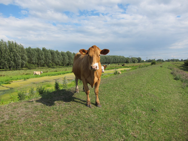 Cow at Wicken Washes