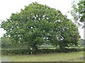 SE2611 : Hedgerow trees by Christine Johnstone