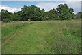 An Edwards Hall Park Meadow