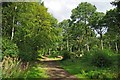 Hadleigh Great Wood