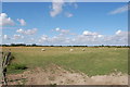 Sheep in field off Pickneybush lane