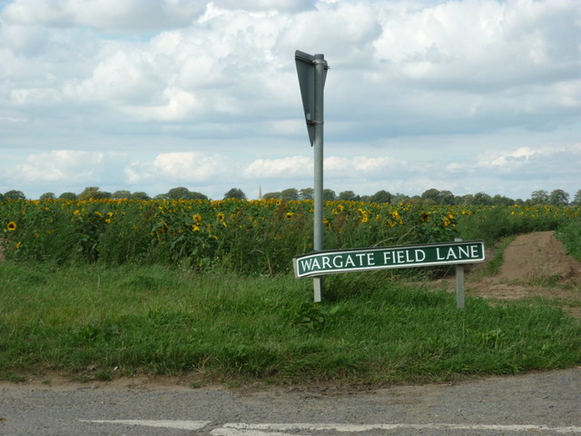 Sunflowers off Wargate Field Lane