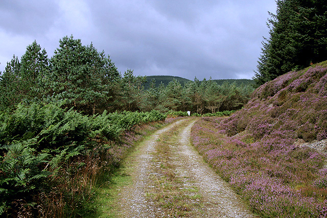 A forestry road on Kirncleuch Fell