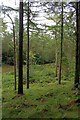 SE9897 : Cloughton Moor Forest by Mick Garratt