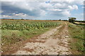 Farm track and cornfield near Winford bridge