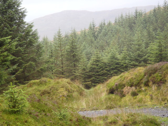 Forest Track in Glentrool Forest
