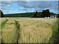 Ripening Crops at Coulnakyle