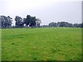 Sheep pasture north-east of Mayfield