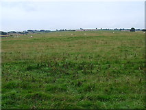 NZ1489 : Open grassland on point 102 south of Berryhill Wood near Morpeth by ian shiell
