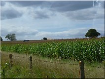 TQ0437 : Harvesting near Holdhurst Farm by Shazz