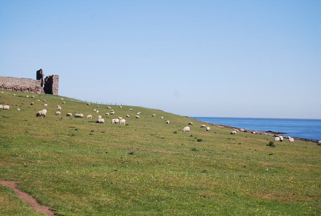 Sheep grazing near Dunstanburgh Castle