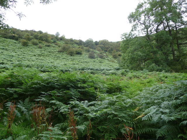 Bracken clad hillside in the Vale of Ewyas