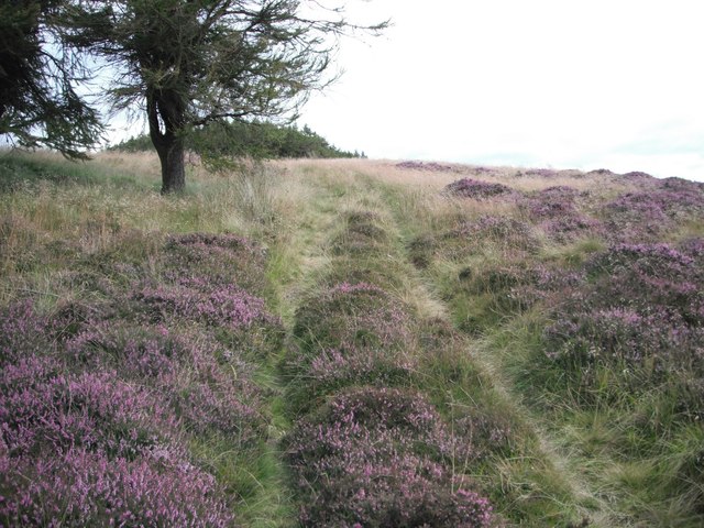 Path going NE from Kilpurney Hill