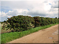 Hawthorn hedge beside Mill Lane, Briningham