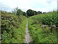 Bridleway bordered by Maize and banking of sandpit