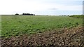 NU2125 : Grass near Brunton Bridge by Richard Webb