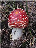 NY8063 : Fly agaric (Amanita muscaria) near Morralee Tarn by Mike Quinn