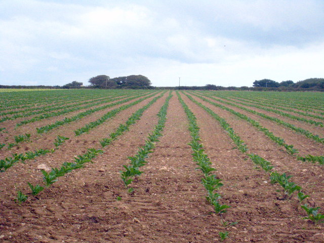 Field of Broccoli seedlings at Kehelland