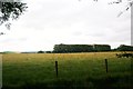 Field and trees by Home Farm