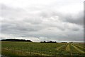 Silage Cut