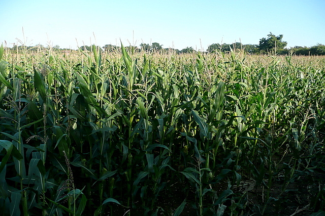 Maize at Comp Farm