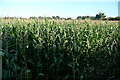SU7378 : Maize at Comp Farm by Graham Horn